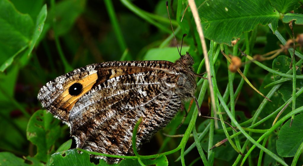 Skalnik semele (Hipparchia semele)