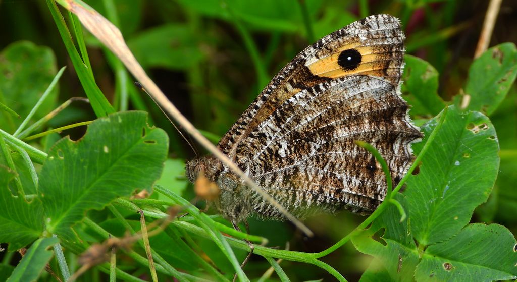 Skalnik semele (Hipparchia semele)