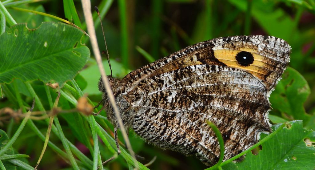 Skalnik semele (Hipparchia semele)
