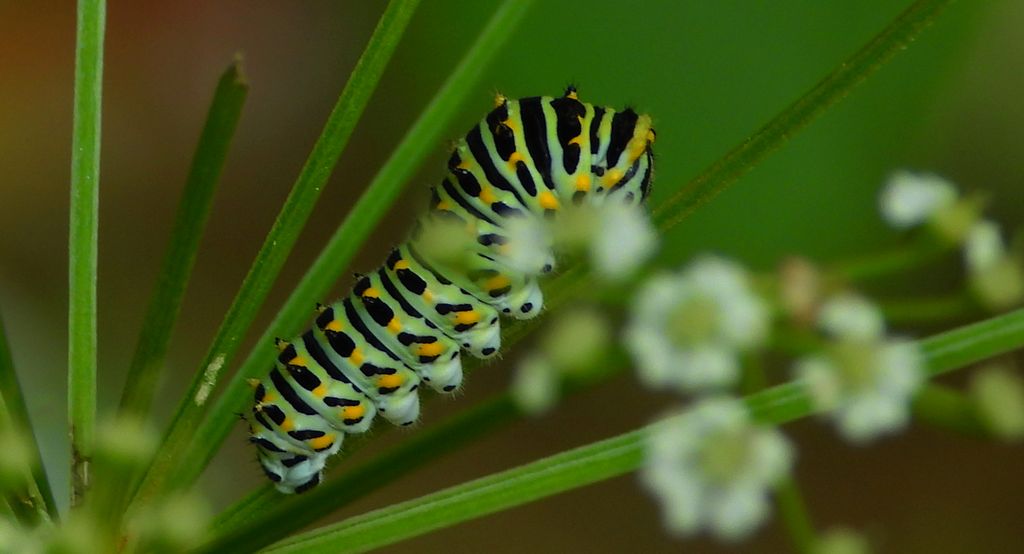 Paź królowej (Papilio machaon)