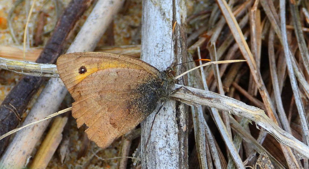 Przestrojnik likaon (Hyponephele lycaon)