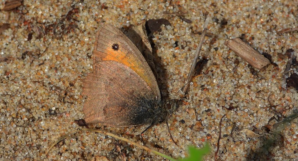 Przestrojnik likaon (Hyponephele lycaon)