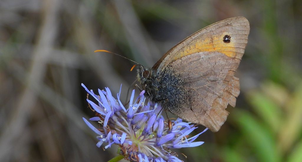 Przestrojnik likaon (Hyponephele lycaon)