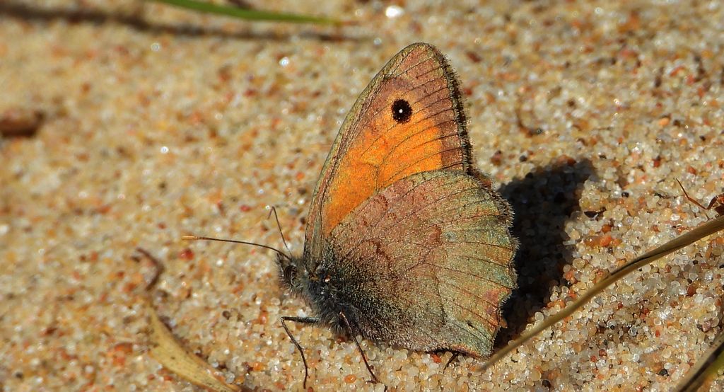 Przestrojnik likaon (Hyponephele lycaon)