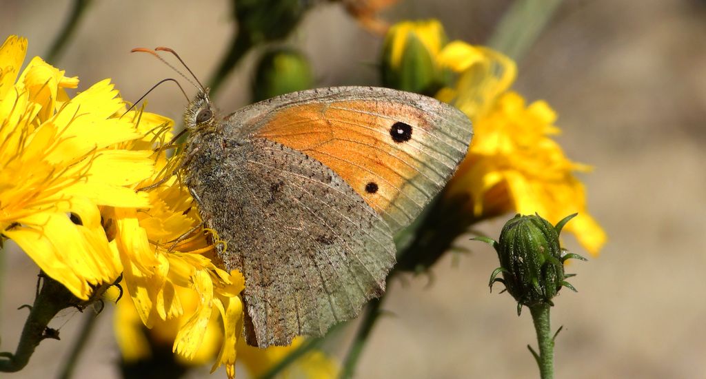 Przestrojnik likaon (Hyponephele lycaon)