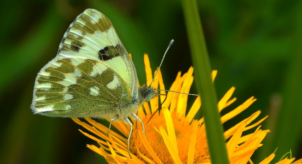 Bielinek rukiewnik, białawiec rukiewnik (Pontia edusa)