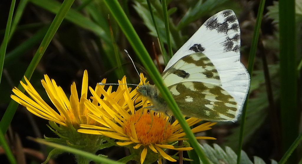 Bielinek rukiewnik, białawiec rukiewnik (Pontia edusa)