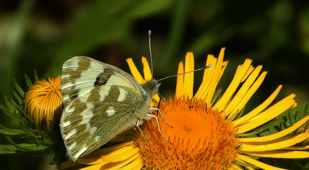 Bielinek rukiewnik, białawiec rukiewnik (Pontia edusa)