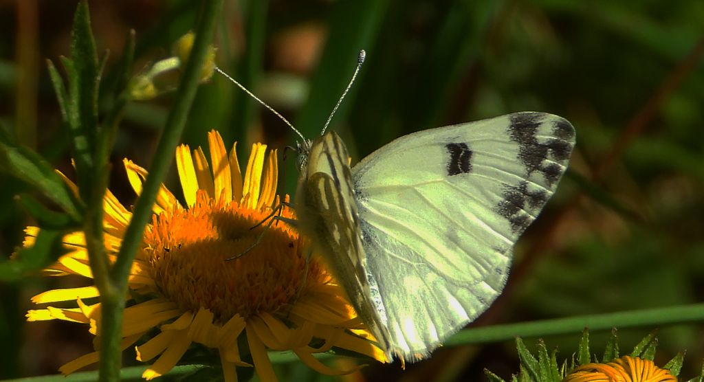 Bielinek rukiewnik, białawiec rukiewnik (Pontia edusa)