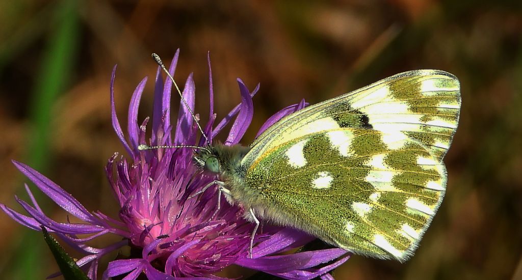 Bielinek rukiewnik, białawiec rukiewnik (Pontia edusa)