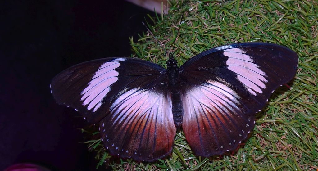 Hypolimnas monteironis