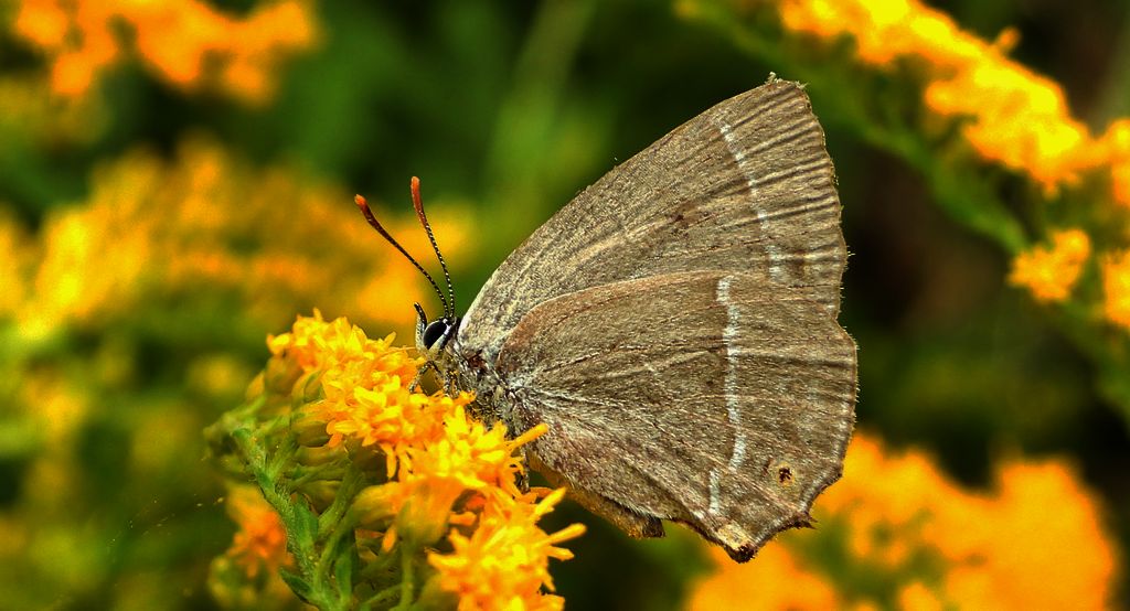 Pazik dębowiec (Favonius quercus)
