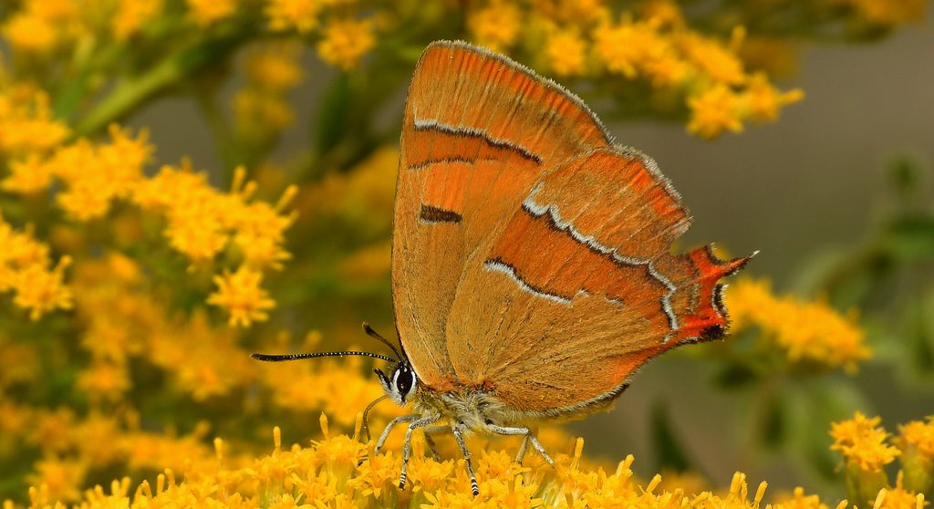 Pazik brzozowiec (Thecla betulae)