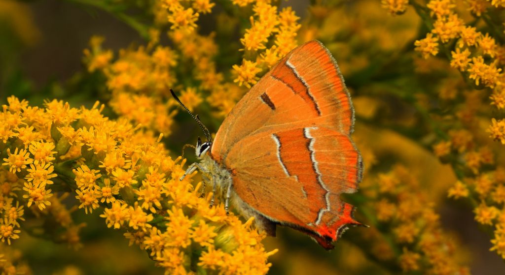 Pazik brzozowiec (Thecla betulae)