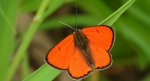 Czerwończyk nieparek, czerwończyk większy (Lycaena dispar)
