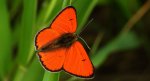 Czerwończyk nieparek, czerwończyk większy (Lycaena dispar)