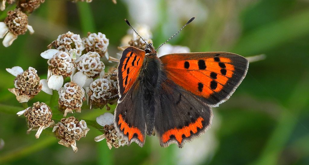 Czerwończyk żarek (Lycaena phlaeas syn. Lycaena phlaeoides)