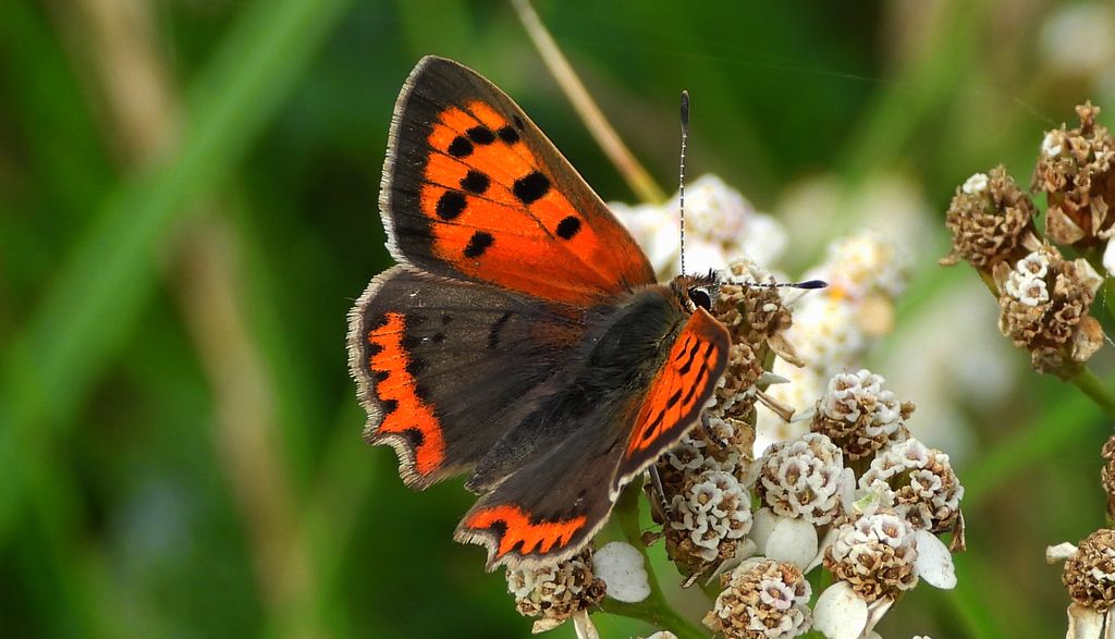 Czerwończyk żarek (Lycaena phlaeas syn. Lycaena phlaeoides)
