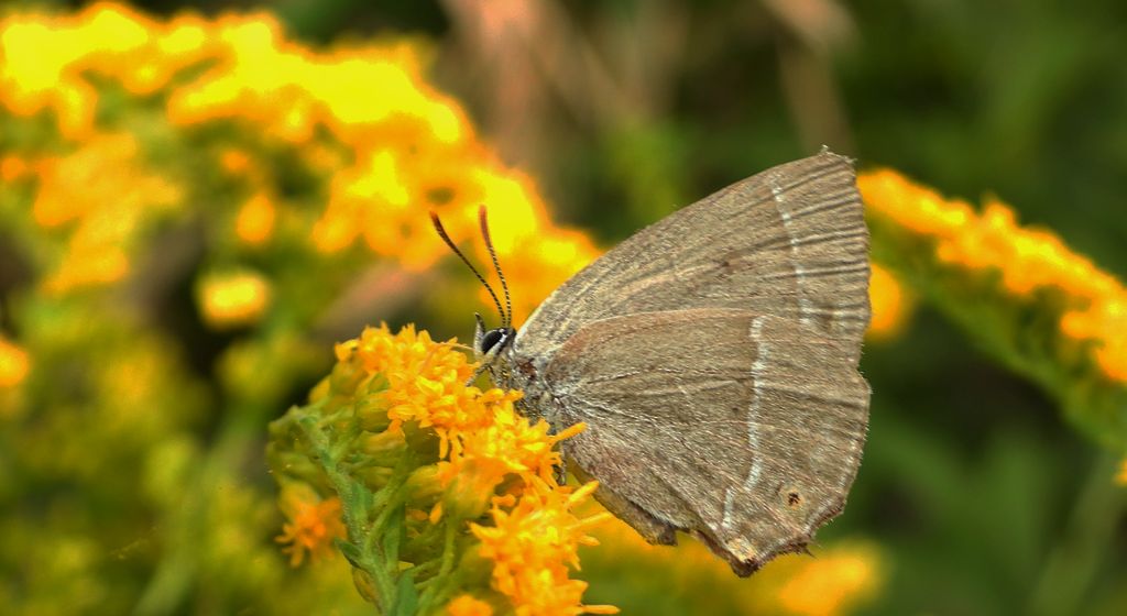 Pazik dębowiec (Favonius quercus)
