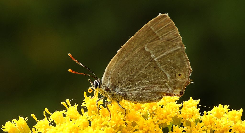 Pazik dębowiec (Favonius quercus)