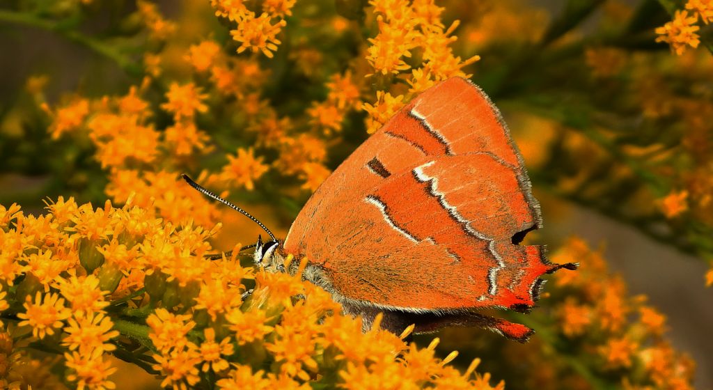 Pazik brzozowiec (Thecla betulae)