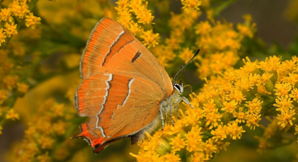 Pazik brzozowiec (Thecla betulae)