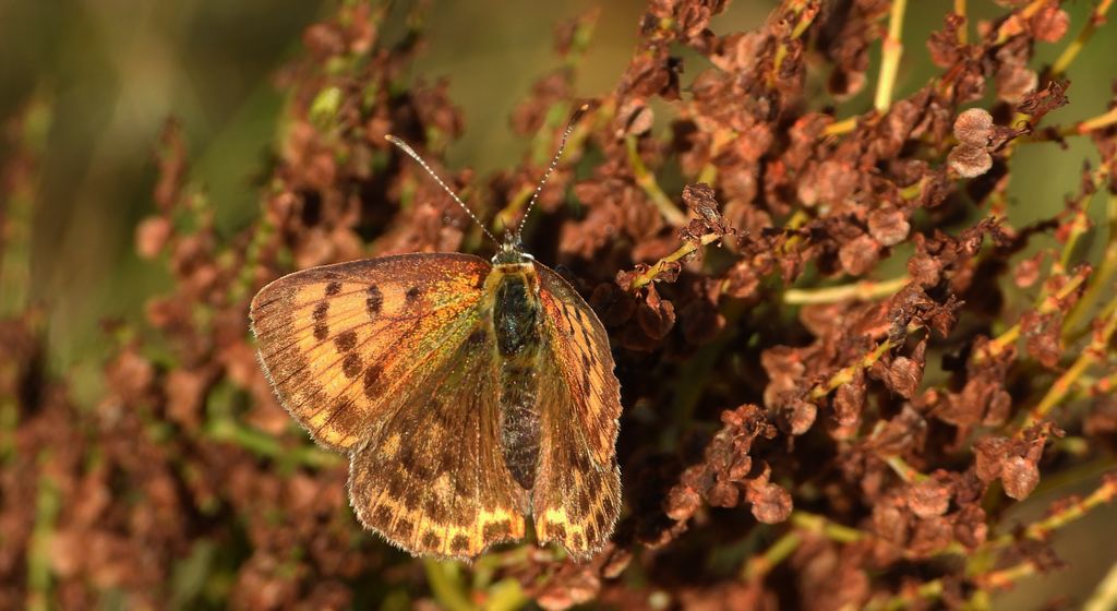 Czerwończyk dukacik (Lycaena virgaureae)
