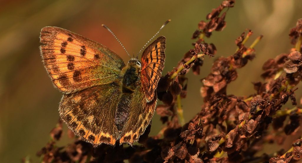 Czerwończyk dukacik (Lycaena virgaureae)