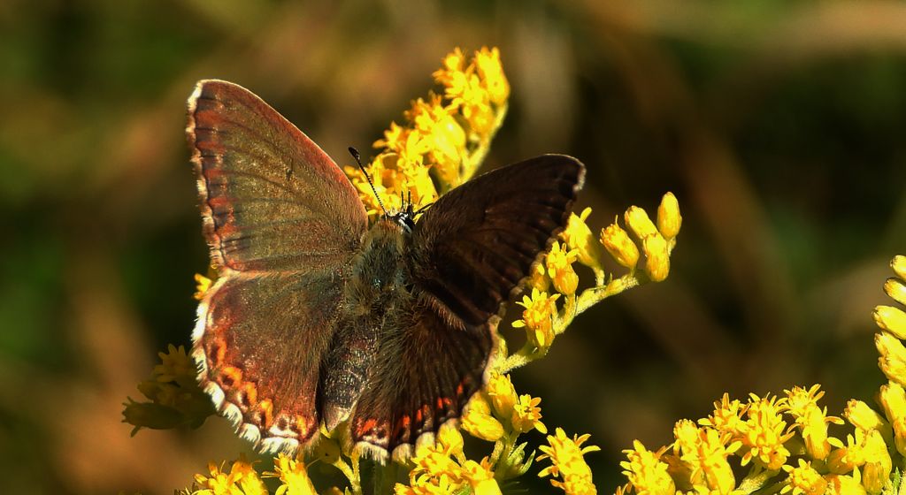 Modraszek korydon (Polyommatus coridon)