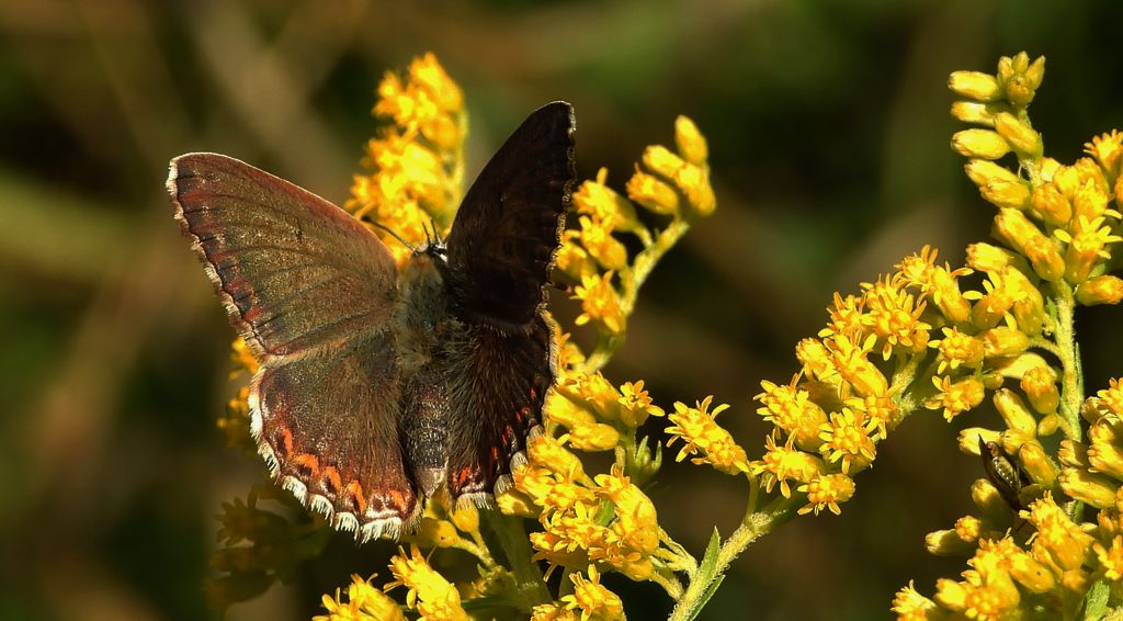 Modraszek korydon (Polyommatus coridon)
