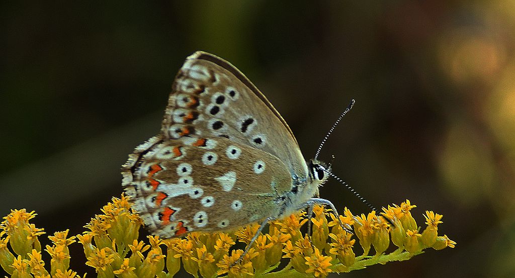 Modraszek korydon (Polyommatus coridon)