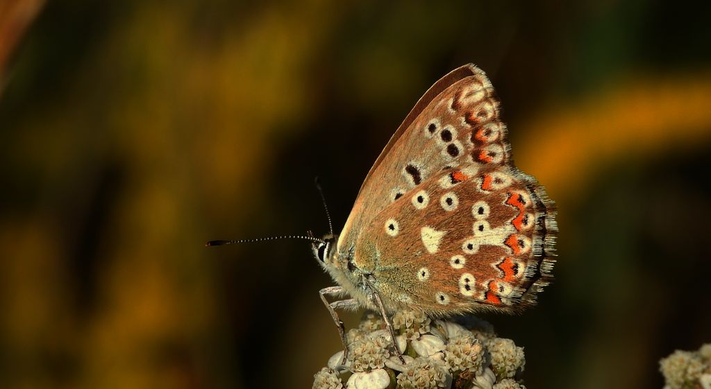 Modraszek korydon (Polyommatus coridon)