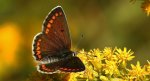 Modraszek agestis (Aricia agestis)