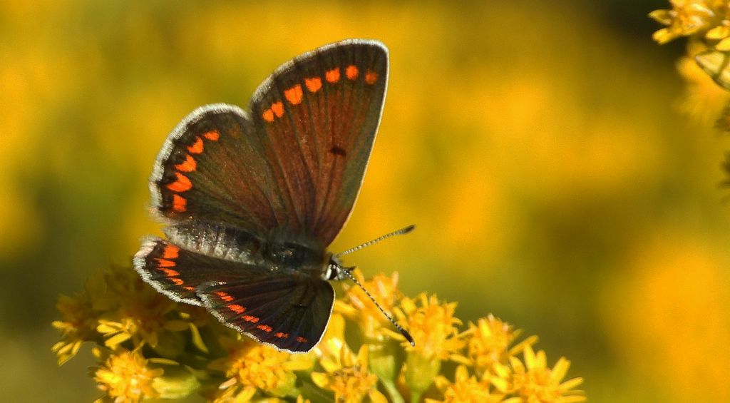 Modraszek agestis (Aricia agestis)