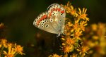 Modraszek agestis (Aricia agestis)