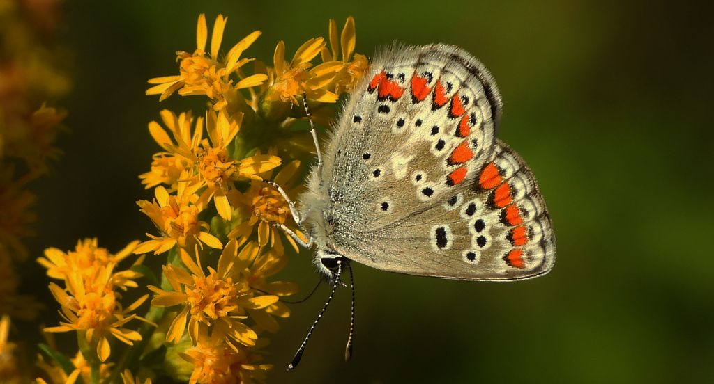 Modraszek agestis (Aricia agestis)