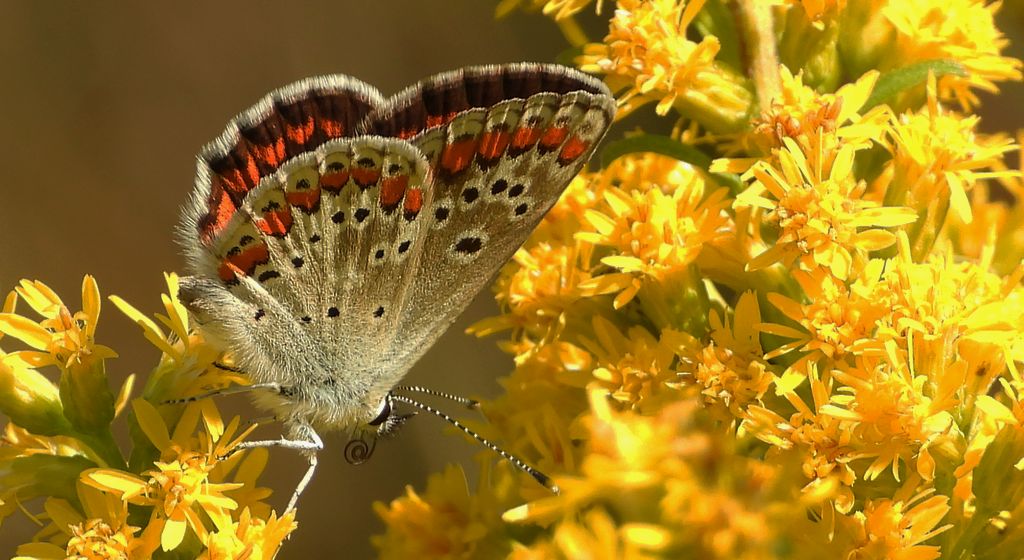 Modraszek agestis (Aricia agestis)
