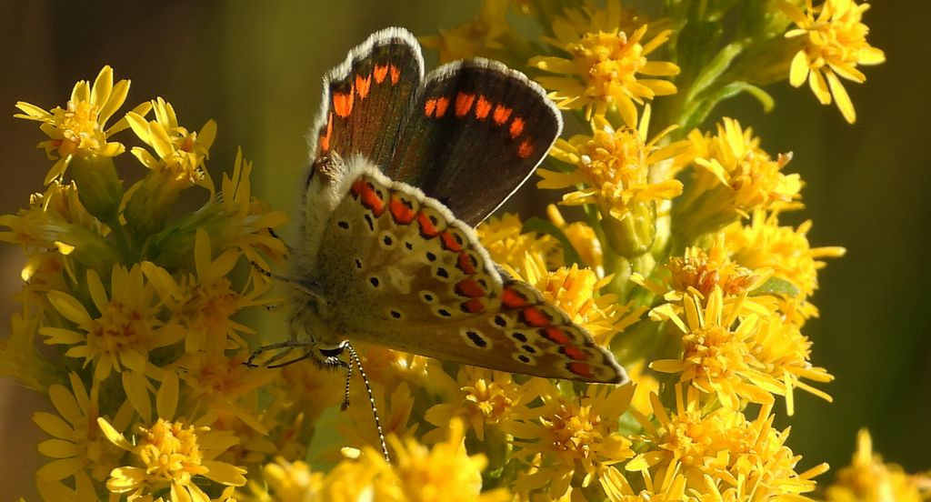 Modraszek agestis (Aricia agestis)