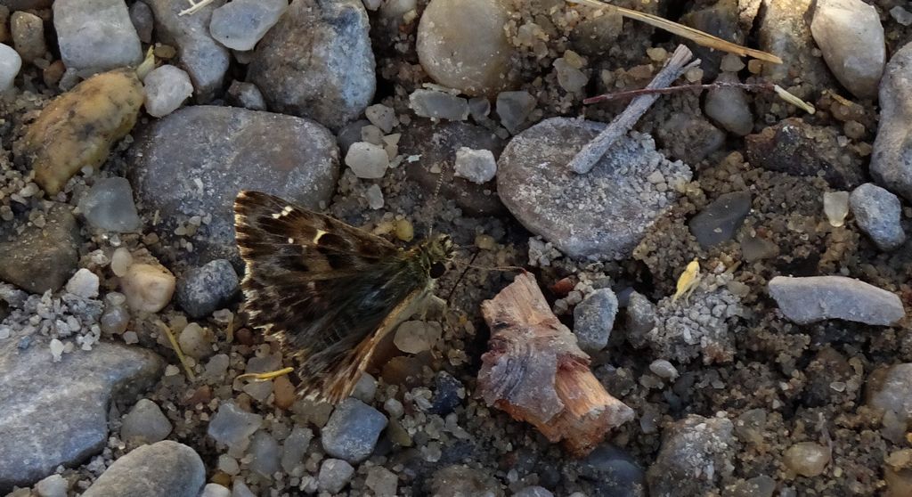 Warcabnik wschodni (Muschampia orientalis)