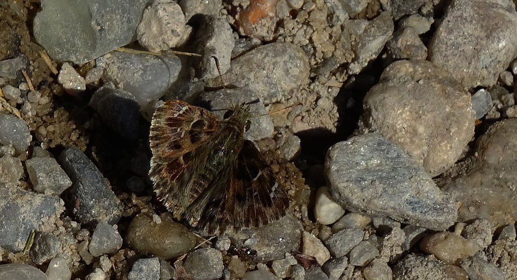 Warcabnik wschodni (Muschampia orientalis)