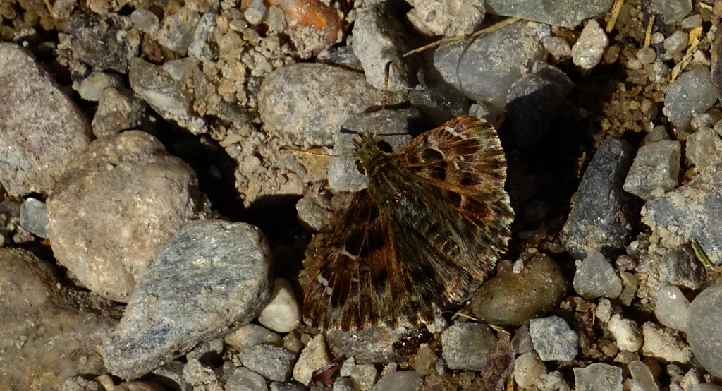 Warcabnik wschodni (Muschampia orientalis)