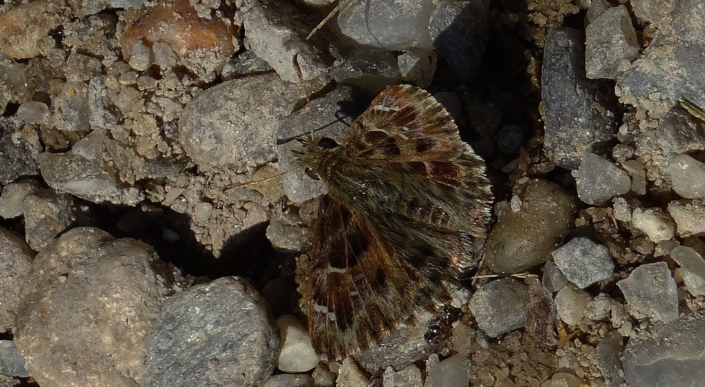 Warcabnik wschodni (Muschampia orientalis)