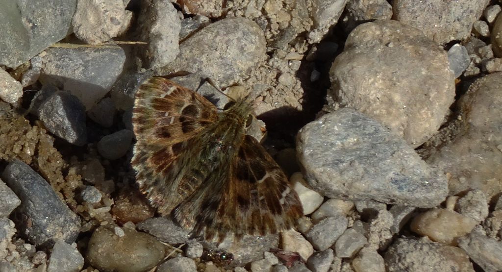 Warcabnik wschodni (Muschampia orientalis)