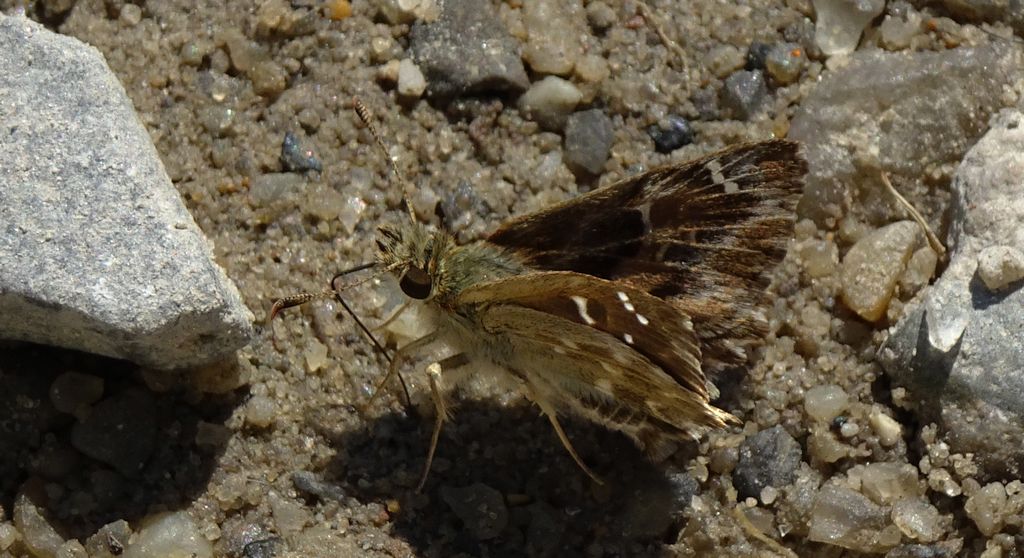 Warcabnik wschodni (Muschampia orientalis)