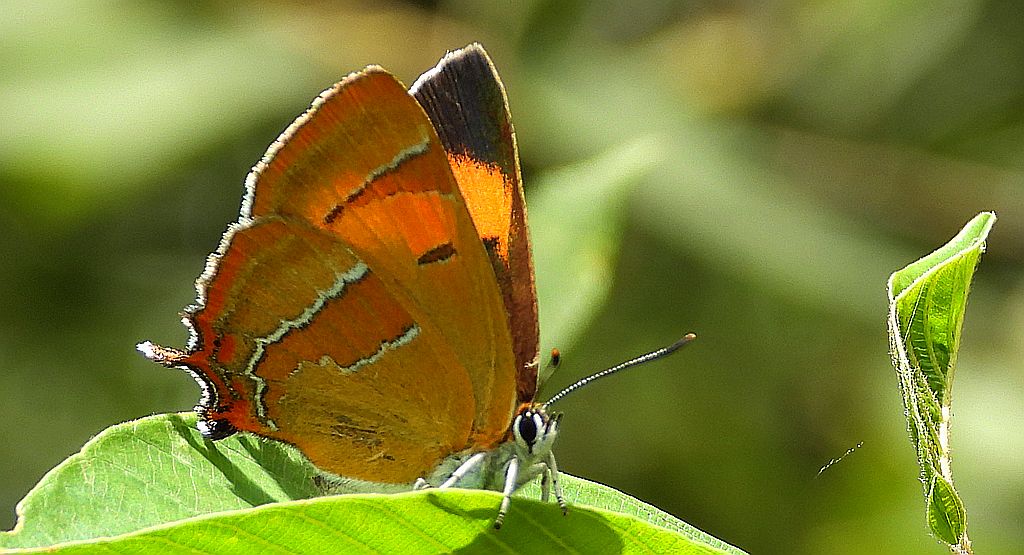 Pazik brzozowiec (Thecla betulae)