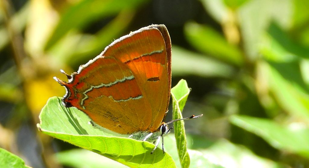 Pazik brzozowiec (Thecla betulae)