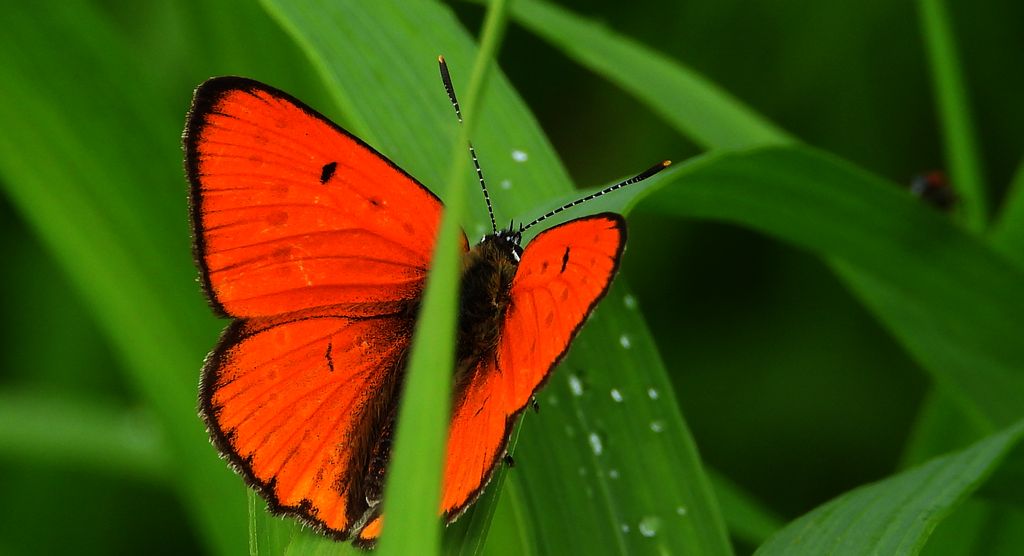 Czerwończyk nieparek, czerwończyk większy (Lycaena dispar)