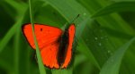 Czerwończyk nieparek, czerwończyk większy (Lycaena dispar)