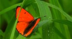 Czerwończyk nieparek, czerwończyk większy (Lycaena dispar)