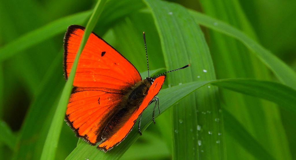 Czerwończyk nieparek, czerwończyk większy (Lycaena dispar)